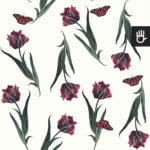Tapeta Biały tulipan