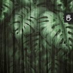 Fototapeta Monstera