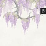 Fototapeta Fioletowe Wisterie