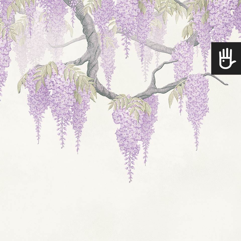 Fototapeta Fioletowe Wisterie z gałęziami wisterii obwieszonymi kiśćmi kwiatów w kolorze fioletowym