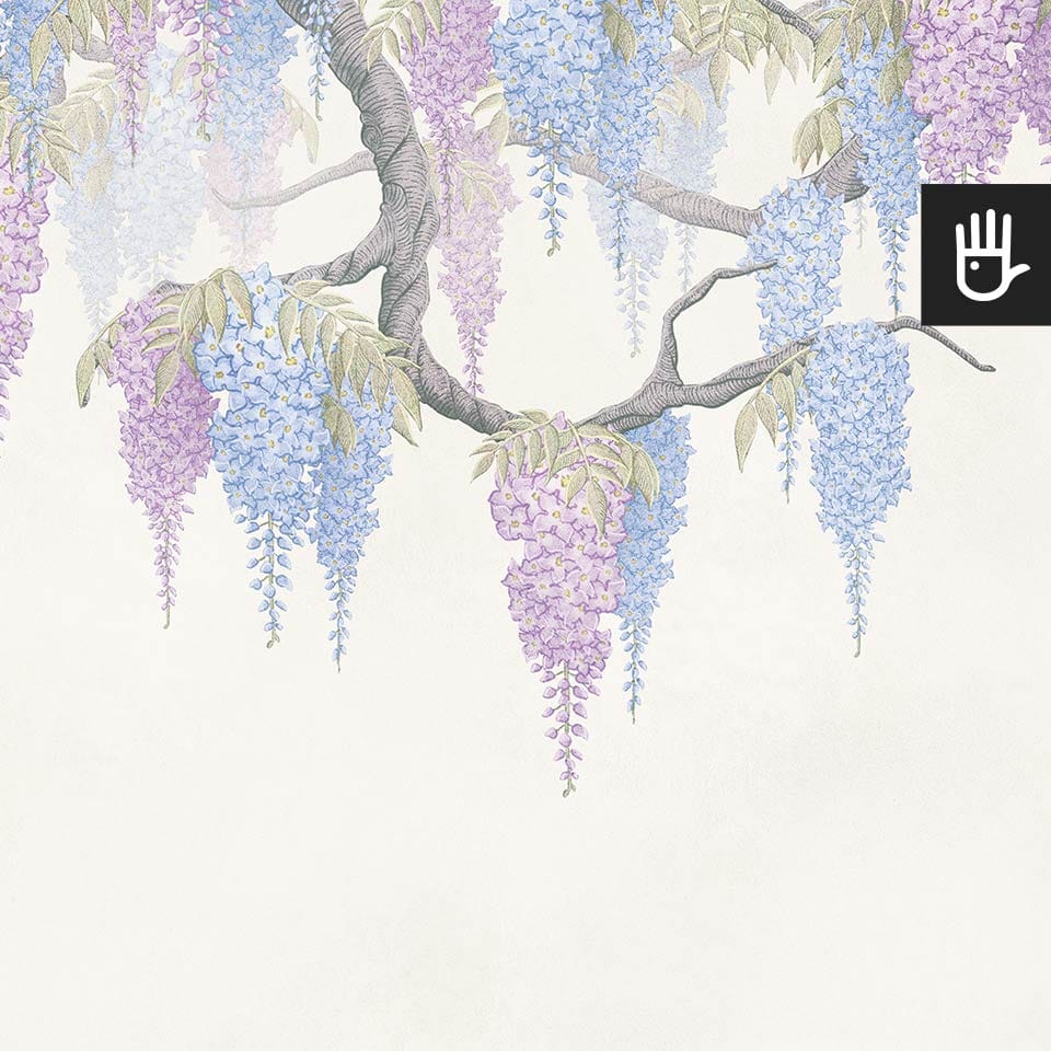 Fototapeta Wisterie z gałęziami wisterii obwieszonymi kiśćmi kwiatów w kolorze niebieskim i fioletowym