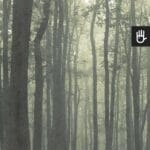 Fototapeta Magiczny zielony las
